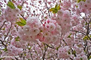 Shinjuku Gyoen 08