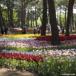 Hitachi Seaside Park 07