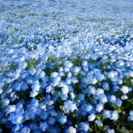 Hitachi Seaside Park 12