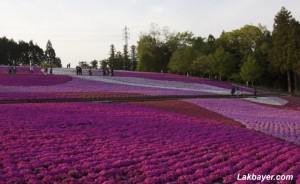 Hitsujiyama Park 09