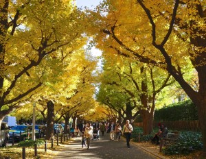 Meiji Jingu Gaien Ginkgo Ave 02