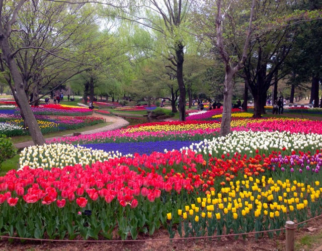 Japan Flower Festival 2015 Lakbayer