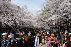 Ueno Park Sakura