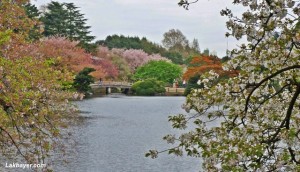 Shinjuku Gyoen