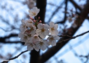 sakura