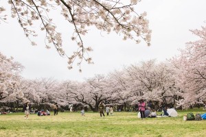 showakinen_hanami