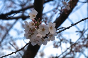 Cherry Blossom