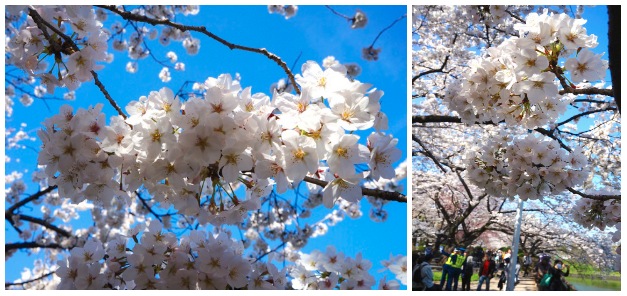 Chidorigafuchi sakura in full bloom 01