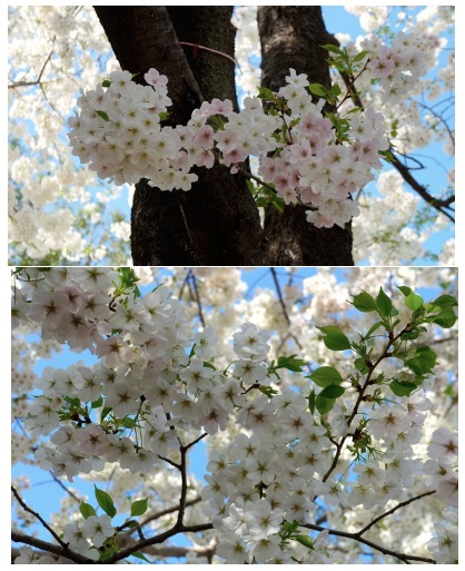 Chidorigafuchi sakura in full bloom 02