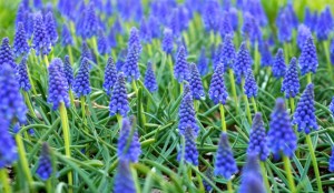 Grape Hyacinth