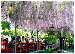 Kameido Tenjin Shrine (kameidotenjin.or.jp)