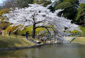 Korakuen - Cherry Trees 03