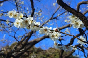 Plum Blossom