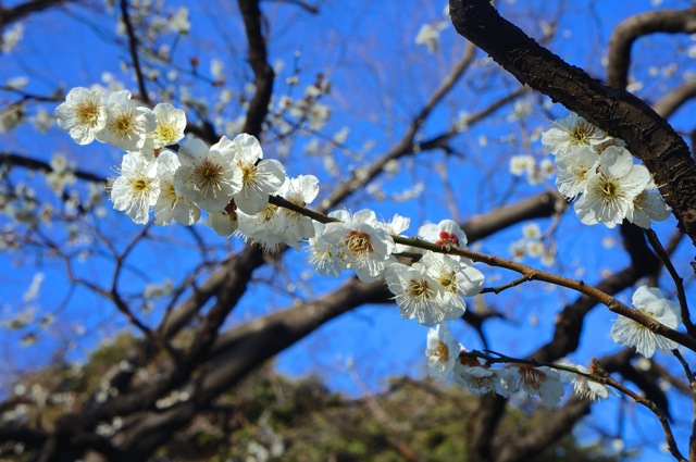 spring season flowers