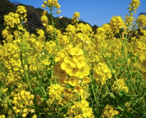 Rape Blossom