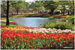 Tulips in Showakinen Park