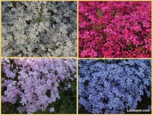 Moss Phlox