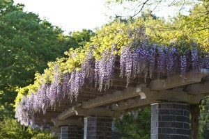 wisteria