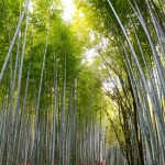 Bamboo Grove