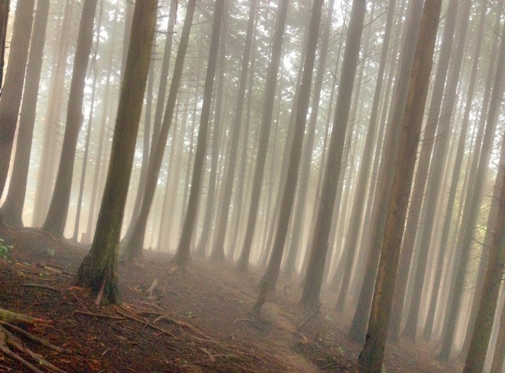 Mt. Jinba - misty trees