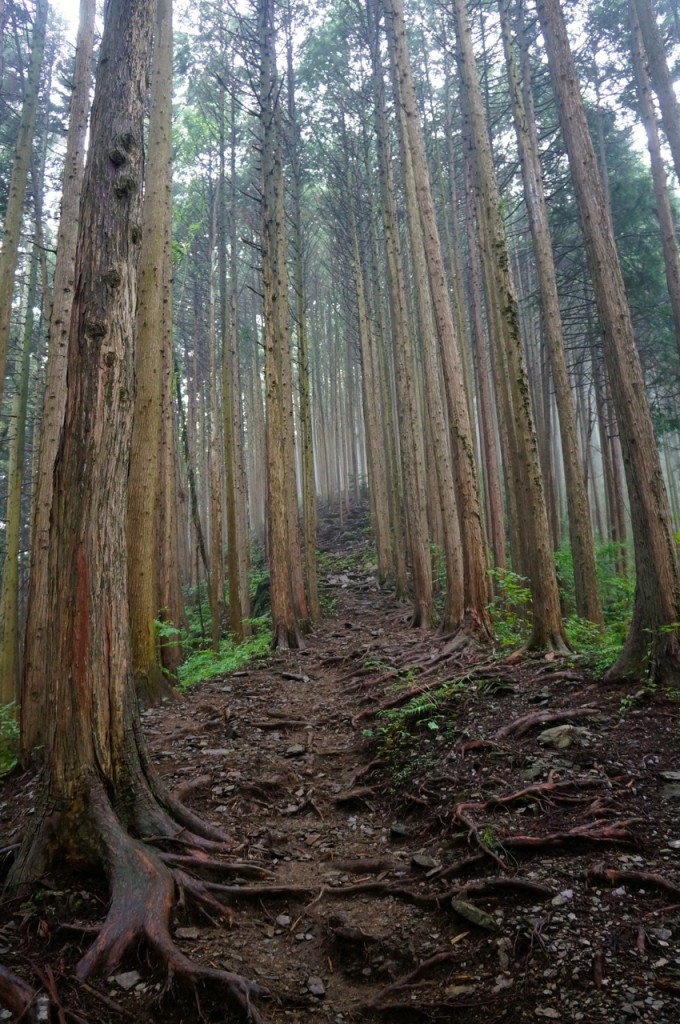 Mt. Jinba - pine trees