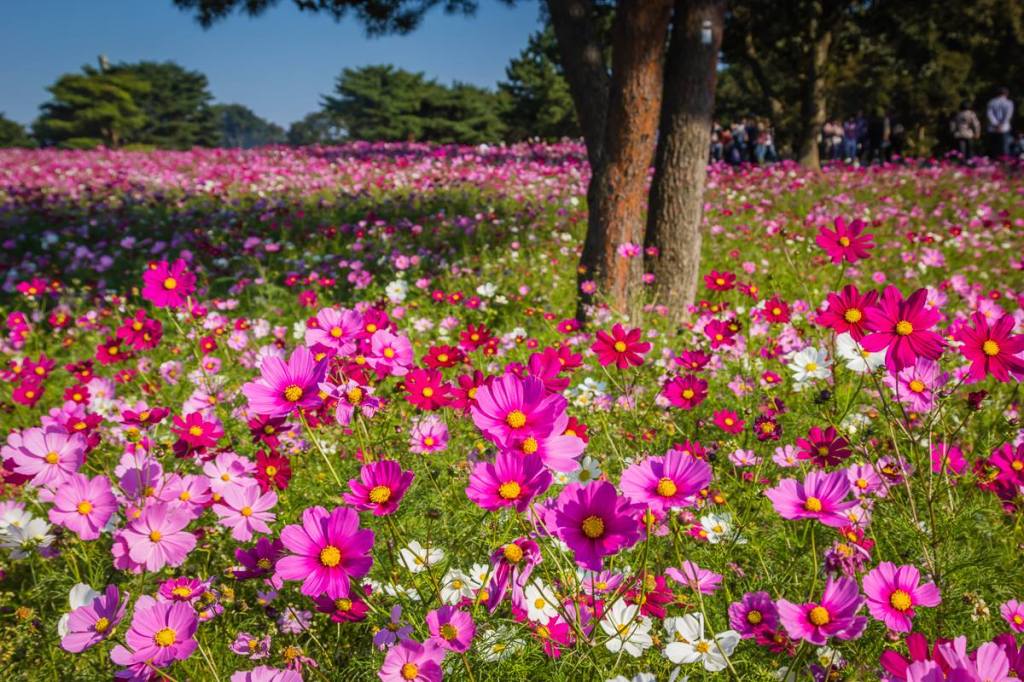 Autumn 2014: Hitachi Seaside Park 06