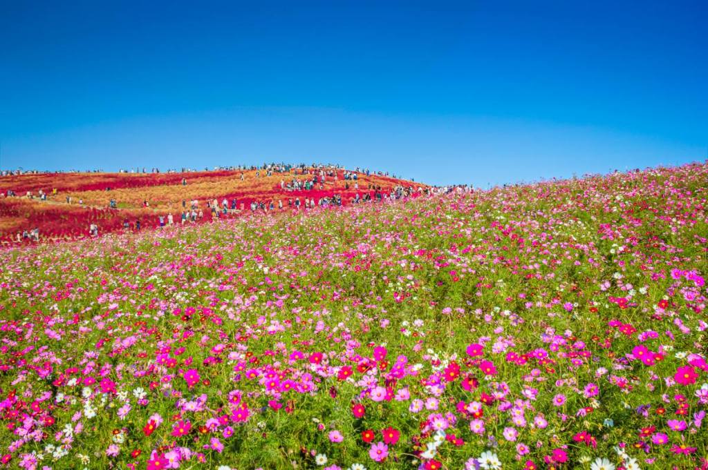 Autumn 2014: Hitachi Seaside Park 02