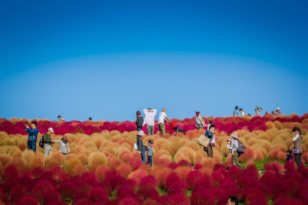 Autumn 2014: Hitachi Seaside Park 05