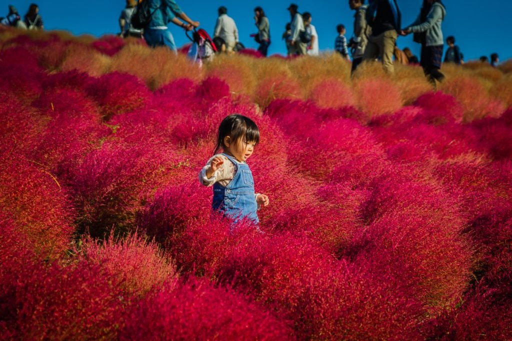 Autumn 2014: Hitachi Seaside Park 03