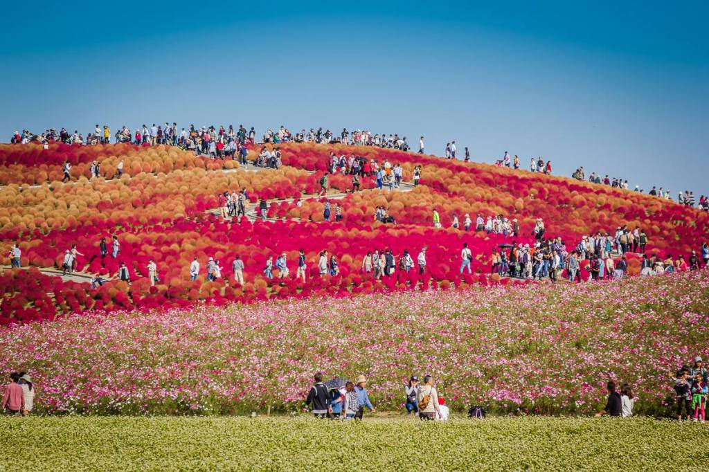 Autumn 2014: Hitachi Seaside Park 01