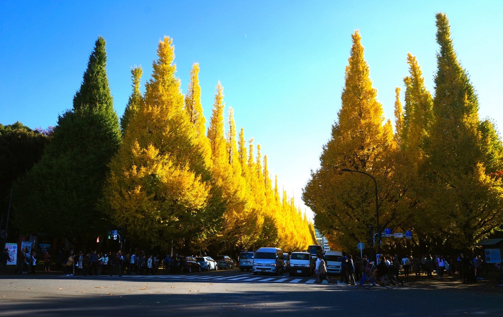 Meiji-jingu Ginkgo Avenue - 01