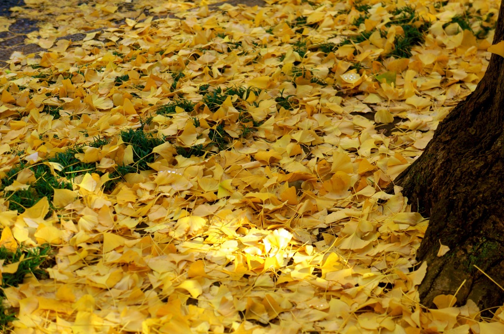 Meiji-jingu Ginkgo Avenue - 04