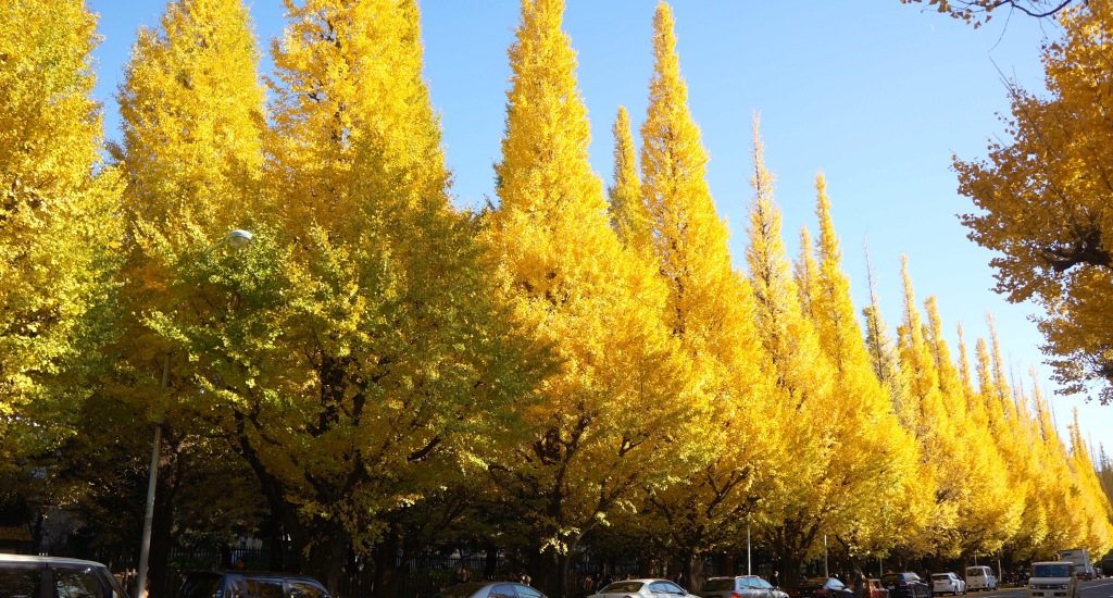 Meiji-jingu Ginkgo Avenue - 02