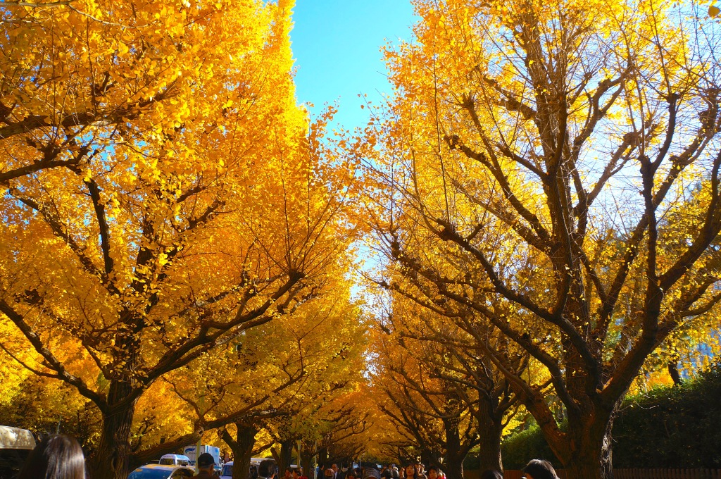 Meiji-jingu Ginkgo Avenue - 03