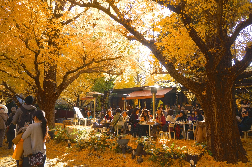 Meiji-jingu Ginkgo Avenue - 06