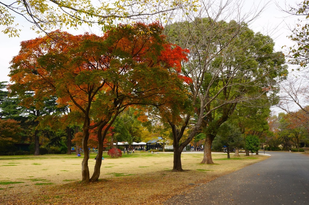 Showakinen Park Autumn 2014 - 01