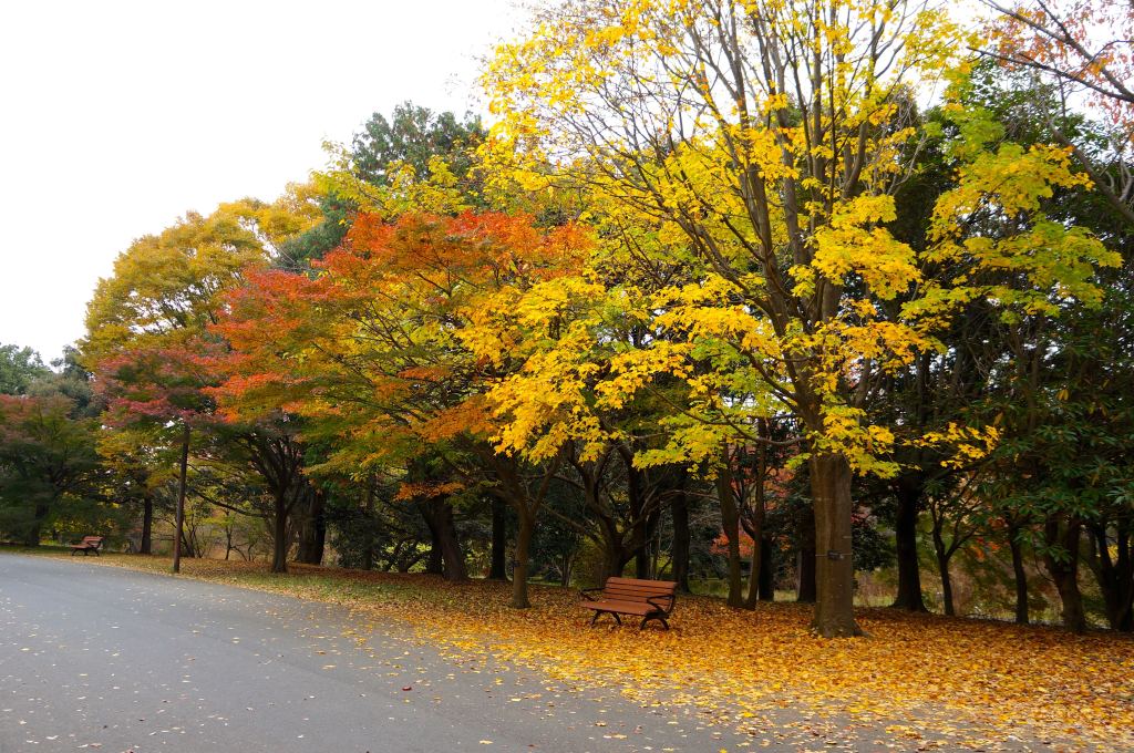Showakinen Park Autumn 2014 - 04