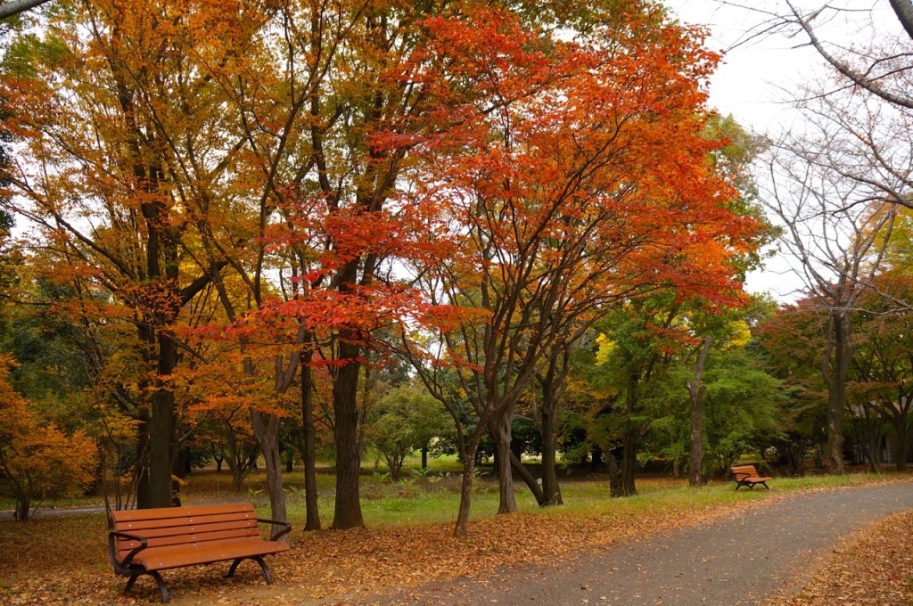 Showakinen Park Autumn 2014 - 03