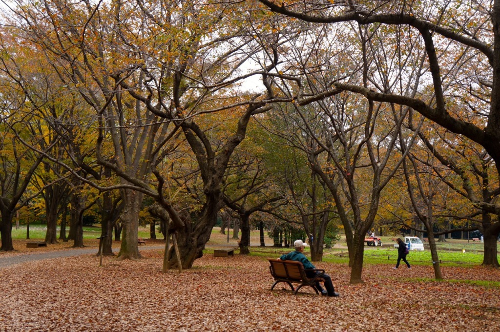 Showakinen Park Autumn 2014 - 07