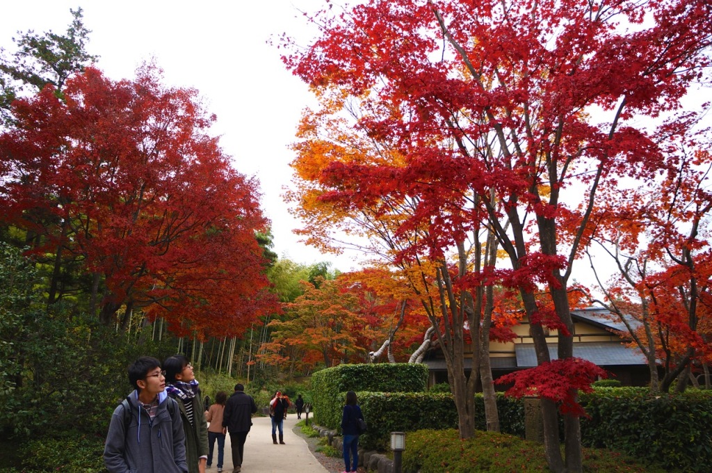 Showakinen Park Autumn 2014 - 09