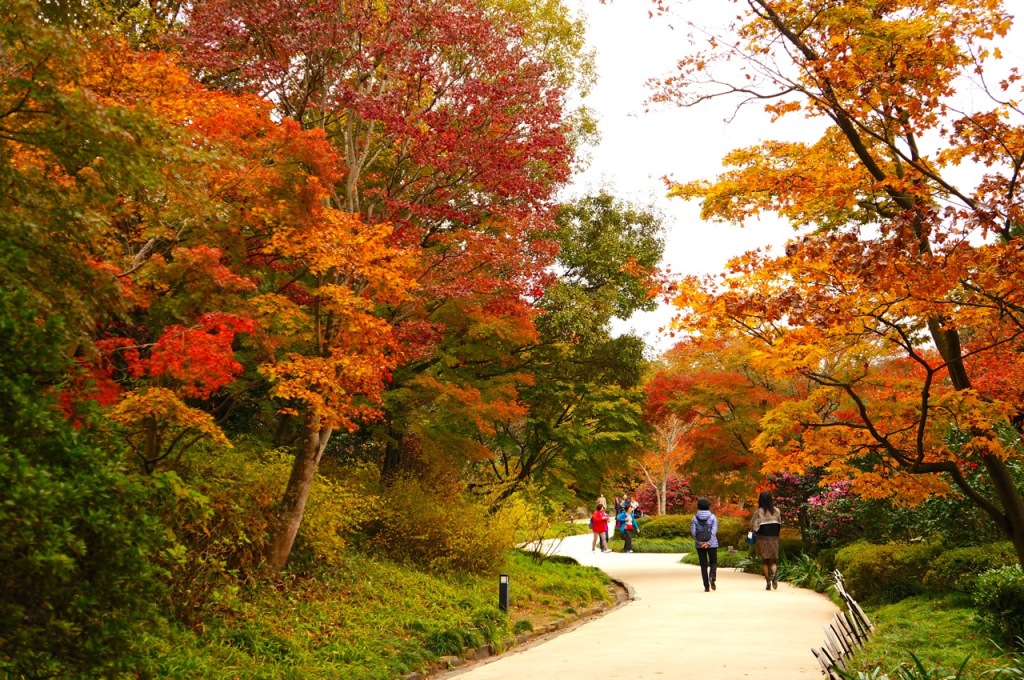 Showakinen Park Autumn 2014 - 12
