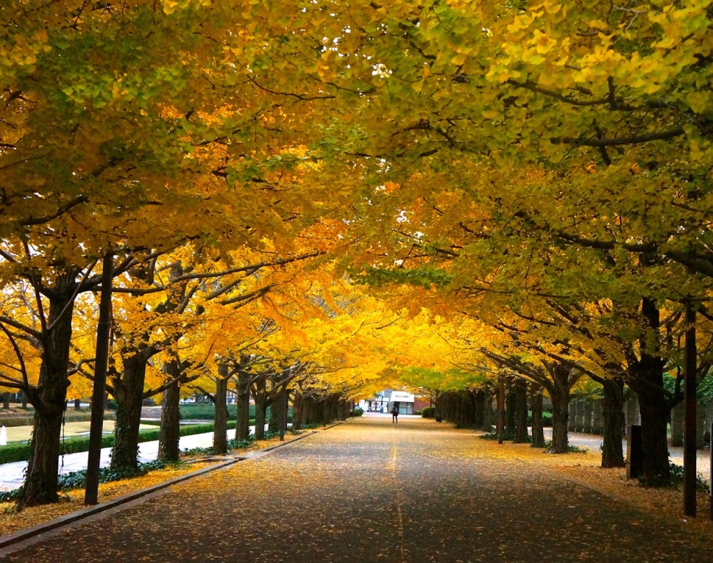 Showakinen Park Autumn 2014 - 16
