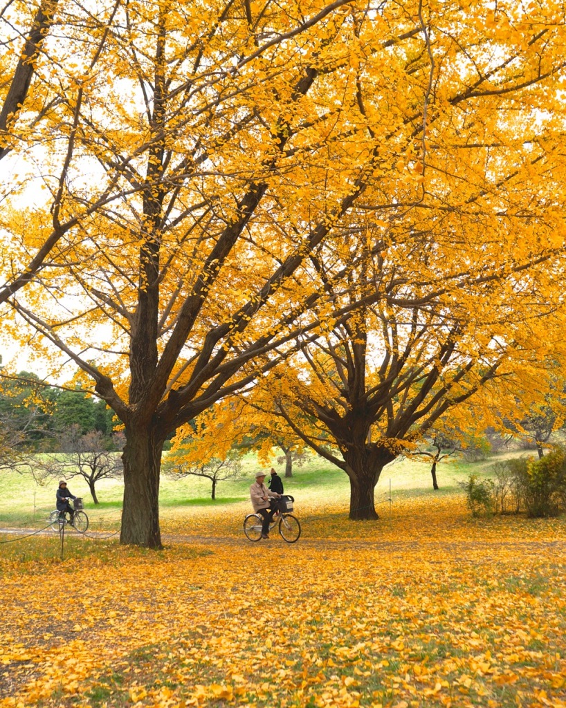 Showakinen Park Autumn 2014 - 18