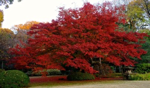 Rikugien Garden - 04