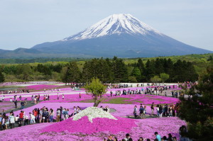 Fuji Shibazakura