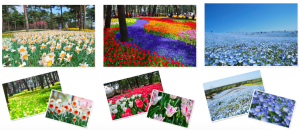 Hitachi Seaside Park Flowering 2015