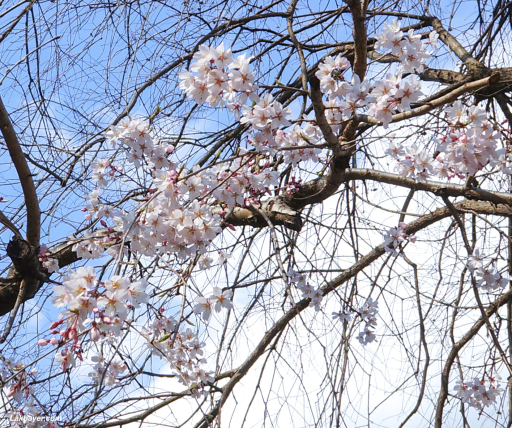 Inokashira_Park_02