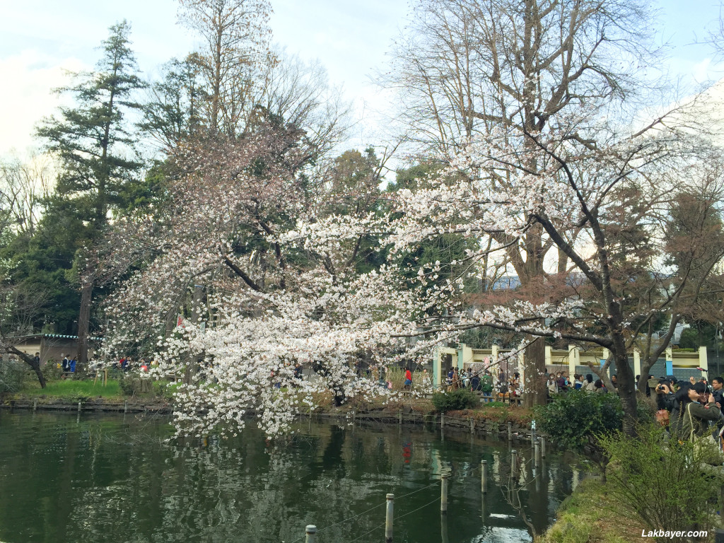 Inokashira_Park_04