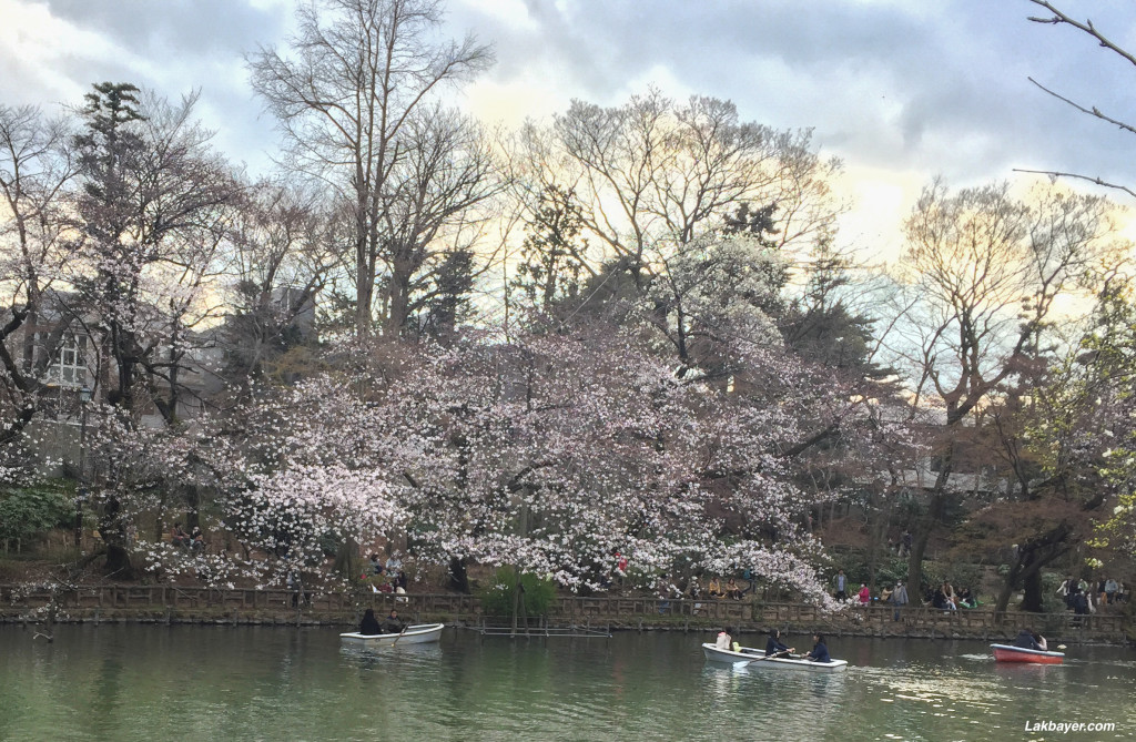 Inokashira_Park_05