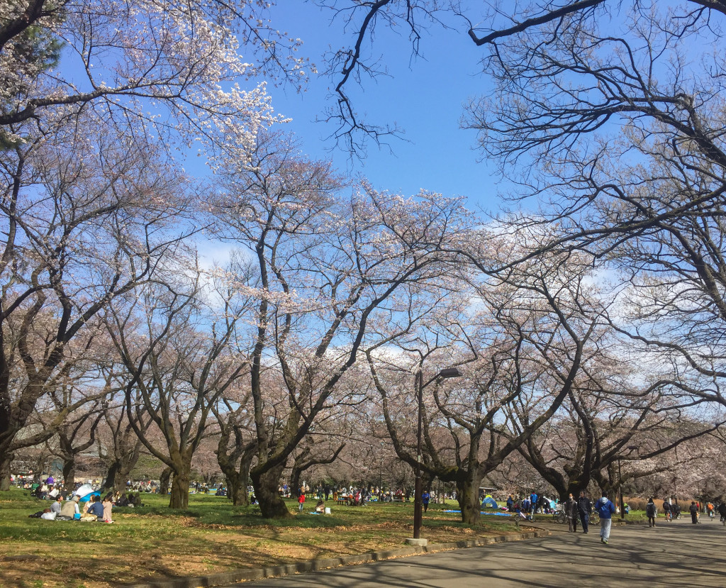 Koganei_Park_05